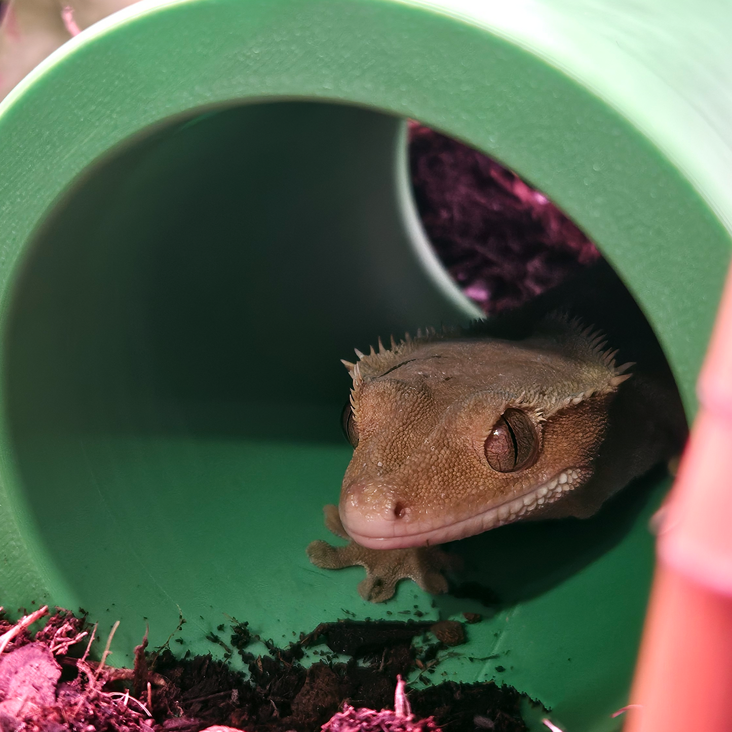 Décoration de terrarium rétro Mario tube