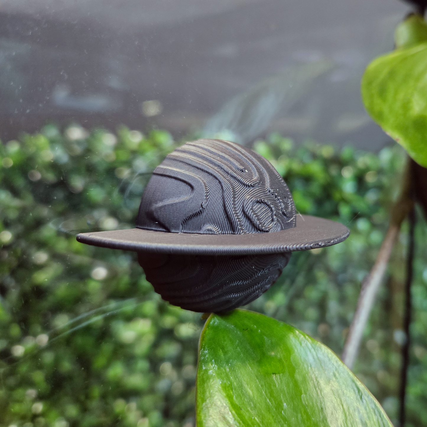 Ringed Planet Jumping Spider Hide