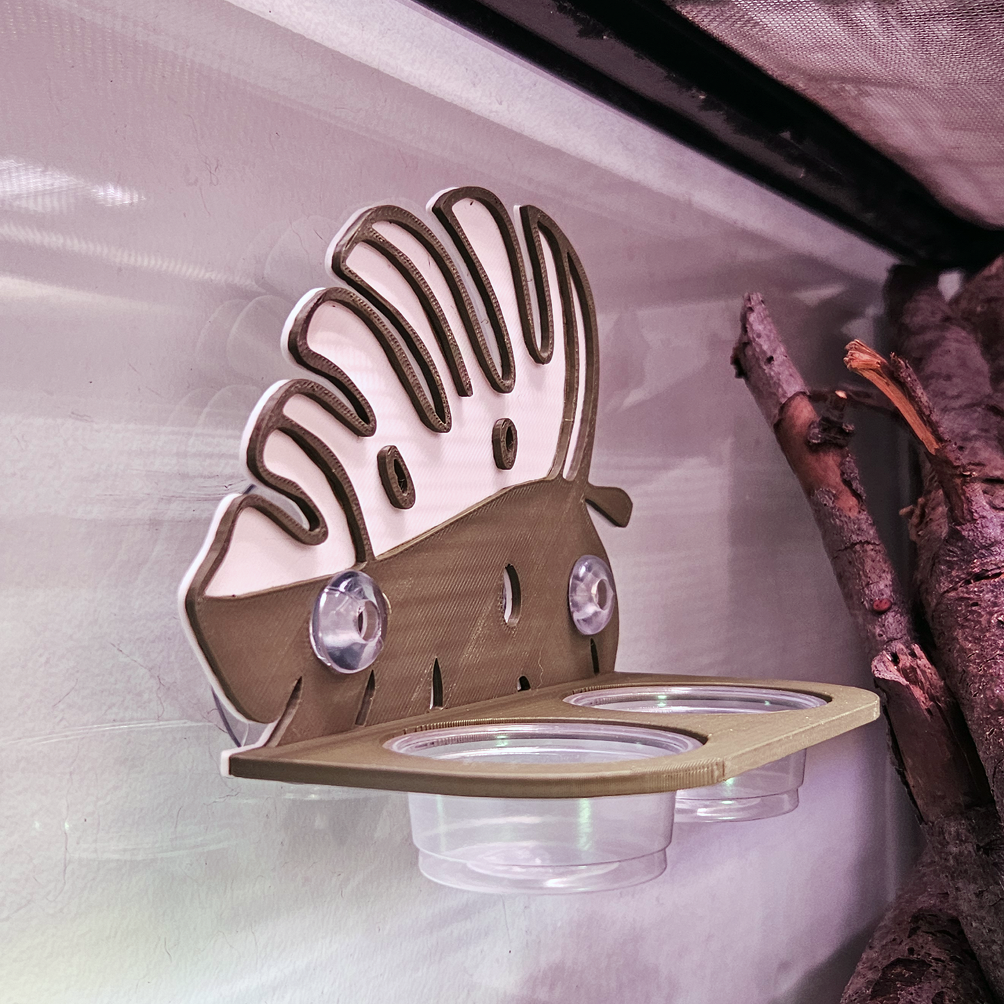 Monstera Albo Feeding Ledge