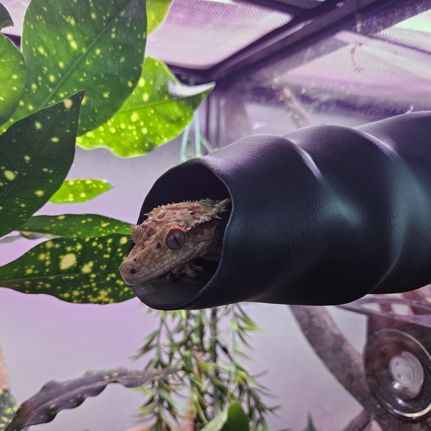 Long Wavy Reptile Hide