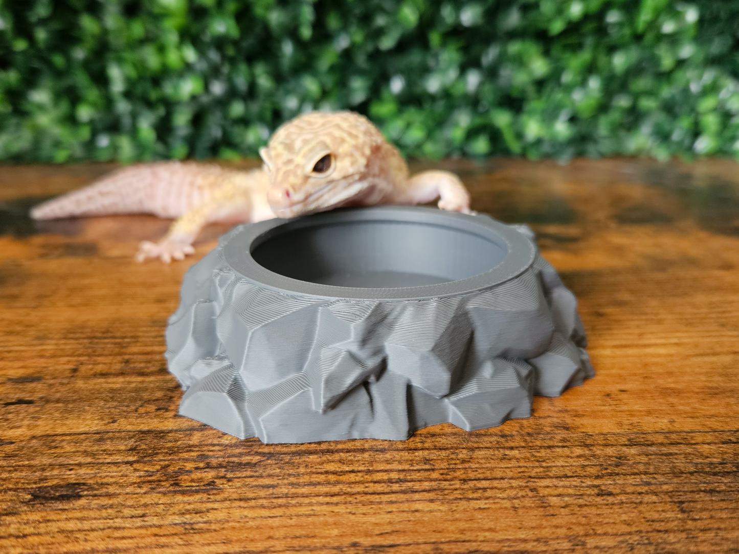 Rocky Insect Feeding Bowl