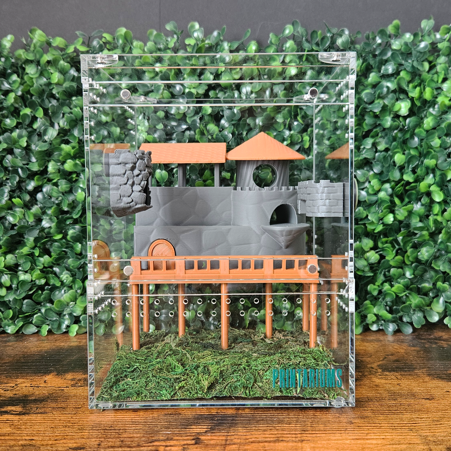 Stone-Heart Hamlet Jumping Spider Kit