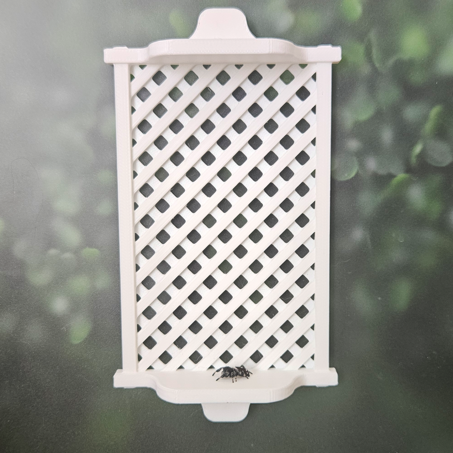 Garden Trellis Jumping Spider Ledge