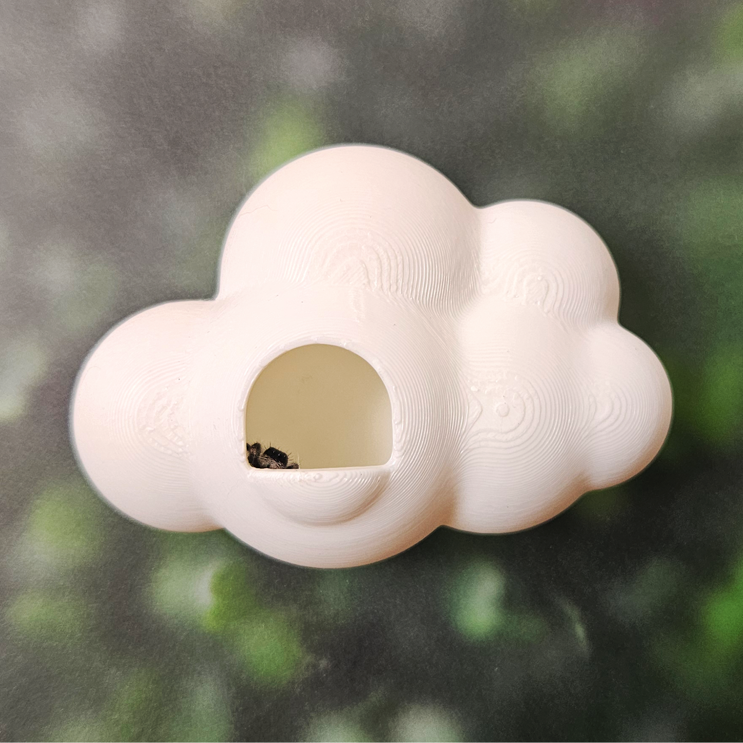Windmill Breeze Jumping Spider Kit