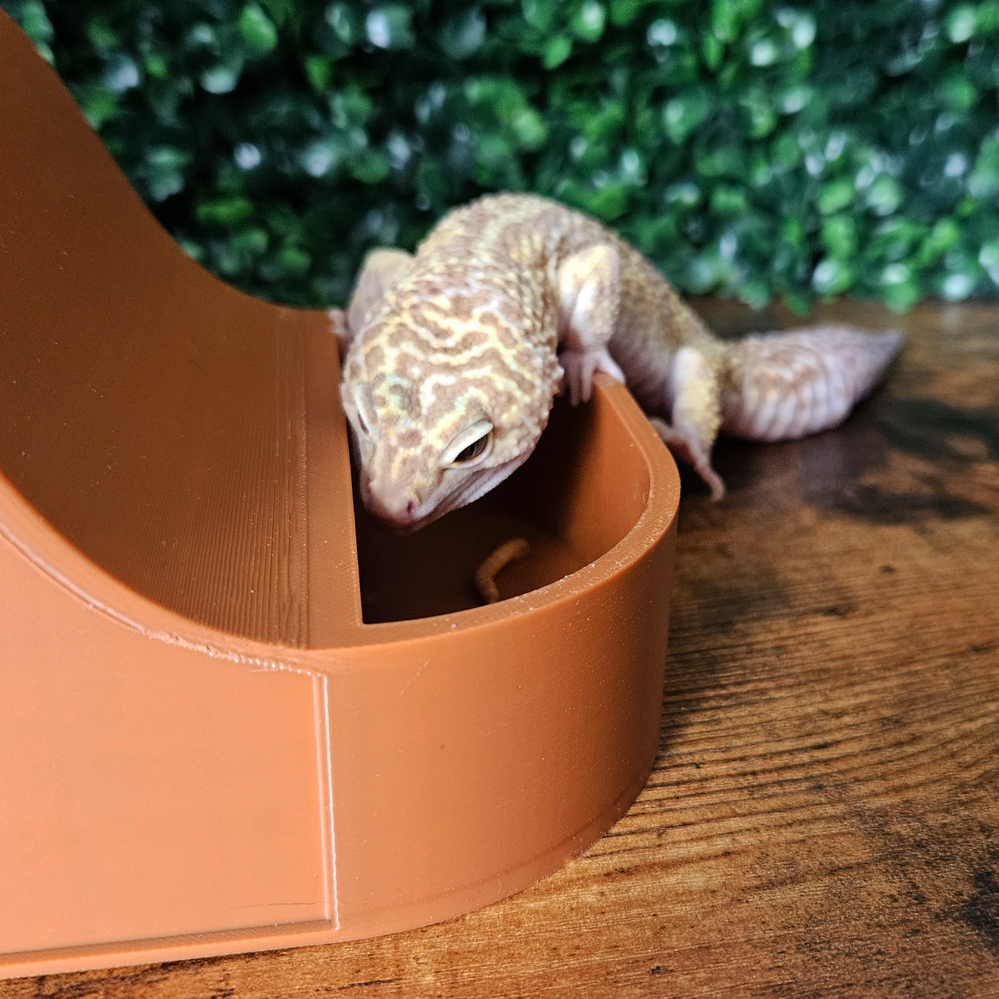 Wave Combo Reptile Humid Hide