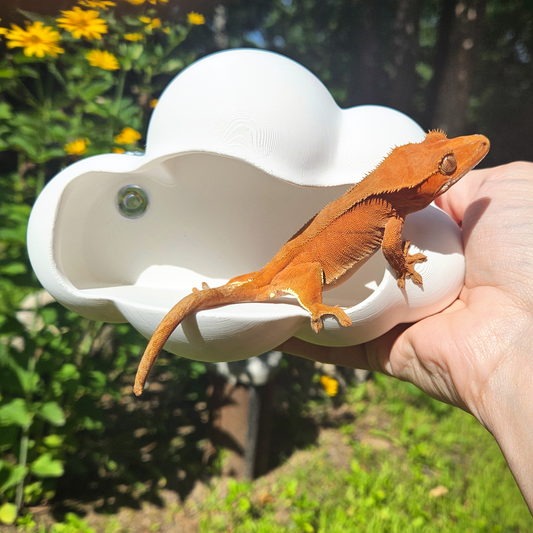 Floating Cloud Reptile Hide