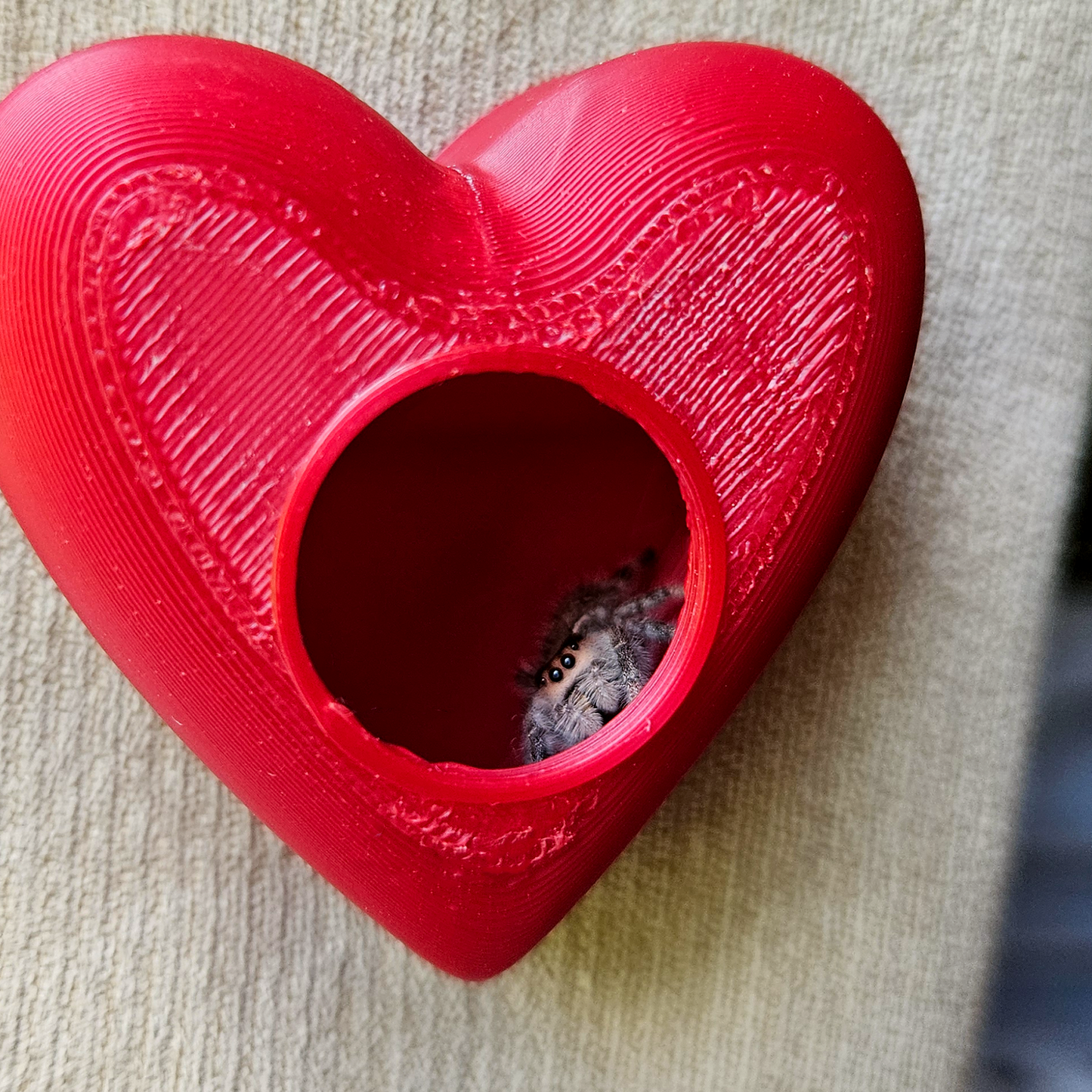 Cute Heart Jumping Spider Hide