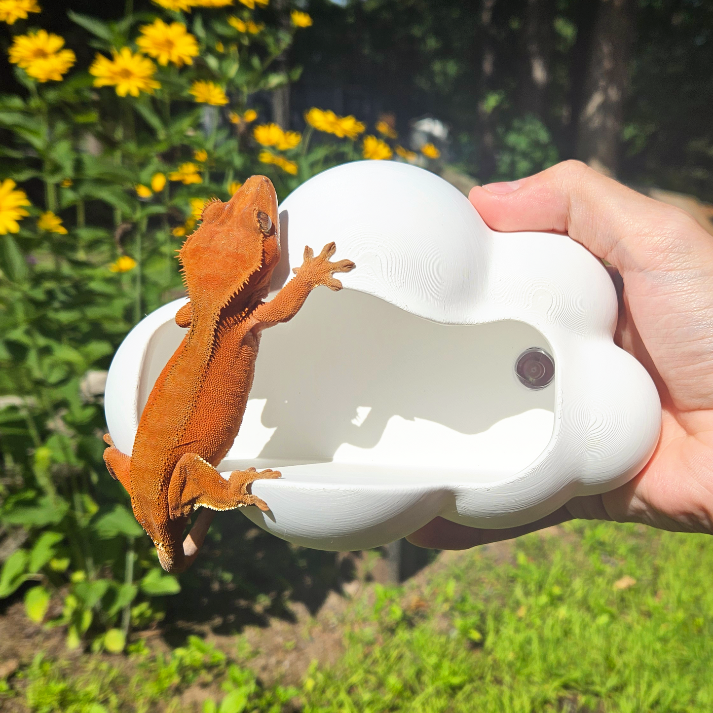 Floating Cloud Reptile Hide