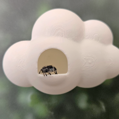 Floating Cloud Jumping Spider Hide