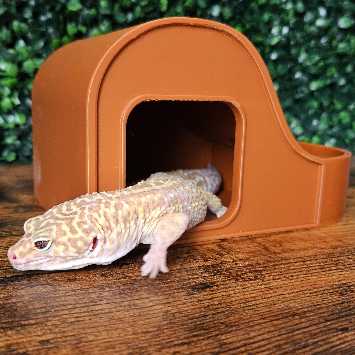 Wave Combo Reptile Humid Hide