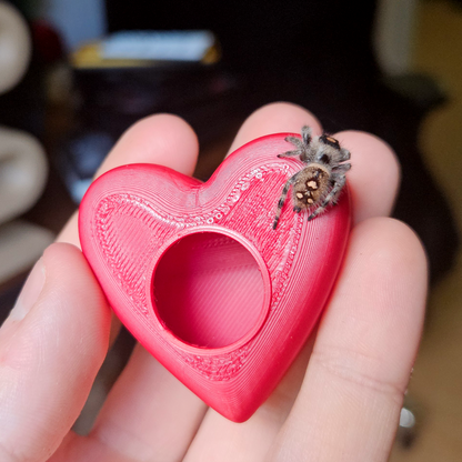 Cute Heart Jumping Spider Hide